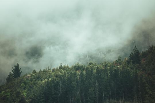 仙境般的森林胜景