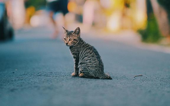 孤独的小猫在道路上