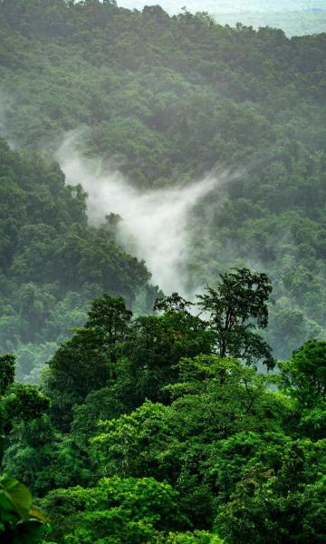 仙境般的森林美景