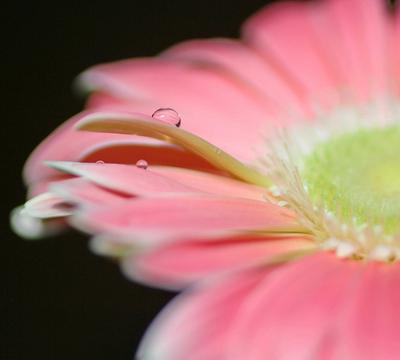 花朵的美