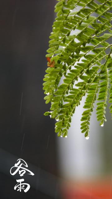 谷雨节气背景图