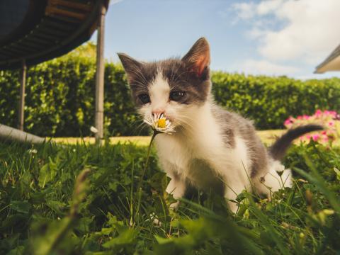 恋上花的猫咪