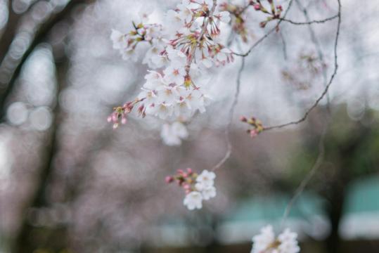 唯美治愈的冬季樱花