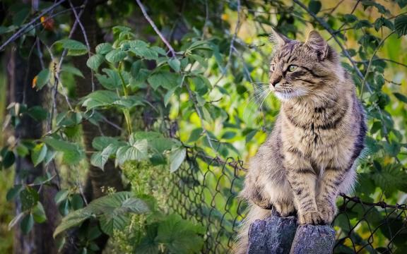 站在树桩上可爱猫咪