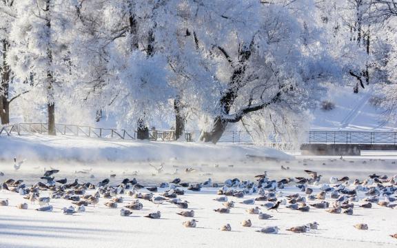 冬天的户外雪景