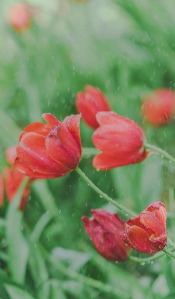 雨中的郁金香