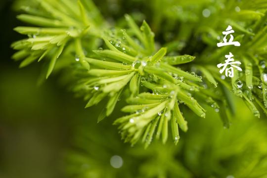 立春雨后树叶