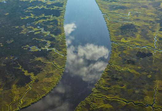 野性湿地