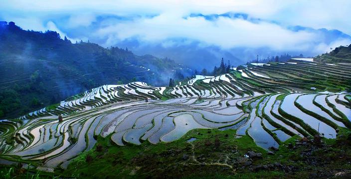 雨色中的梯田