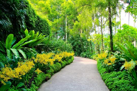 步行于新加坡植物园