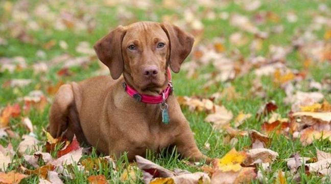 个性温驯成年维希拉猎犬