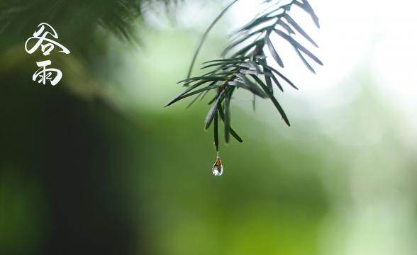 谷雨时节小清新风光