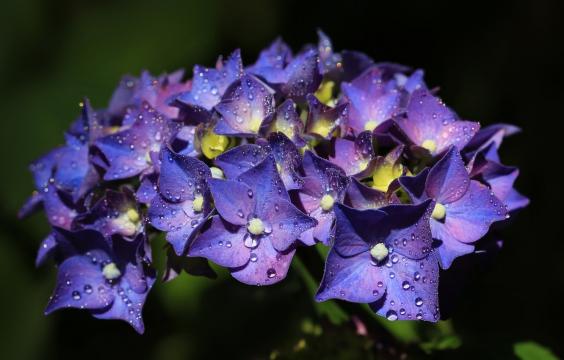 雨后的美丽绣球花