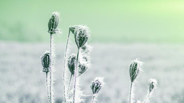 冬季花卉背景虚化