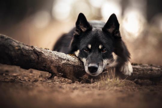 呆萌的芬兰驯鹿犬