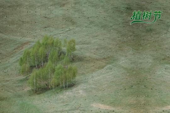 植树节唯美风景