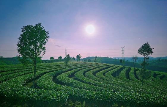 美丽的茶园景色