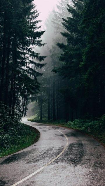 雨后的树林风景