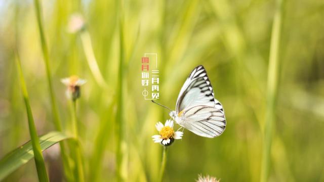 三月再见,时光流逝