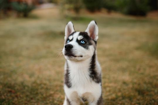 超萌的哈士奇犬