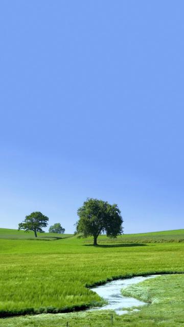 小清新护眼的草原风景