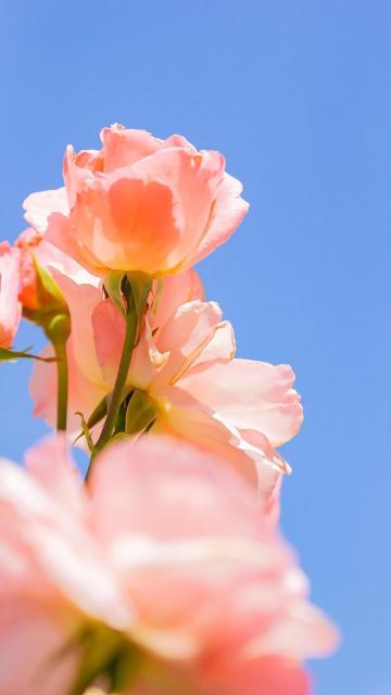 盛开的粉色花朵特写镜头