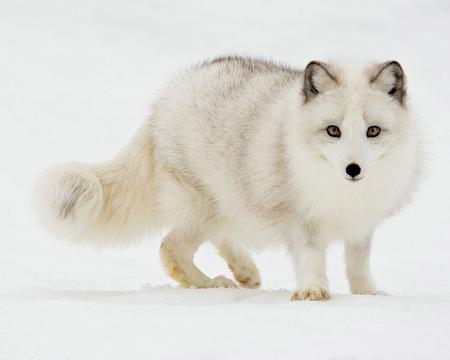 雪白的北极狐