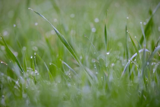 湿润的绿色小草