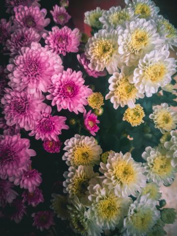 重阳节的菊花