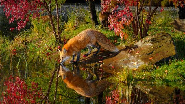 饮水的赤狐与倒影