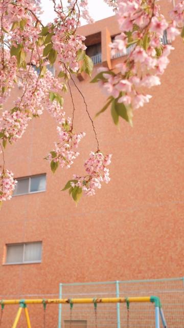 日系唯美樱花摄影