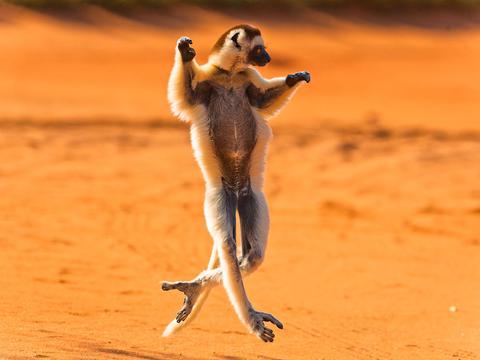 跳跃的维氏冕狐猴