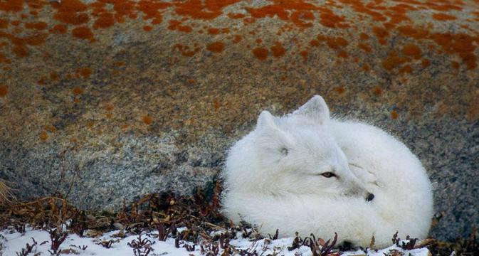 蜷缩在岩石旁的北极狐