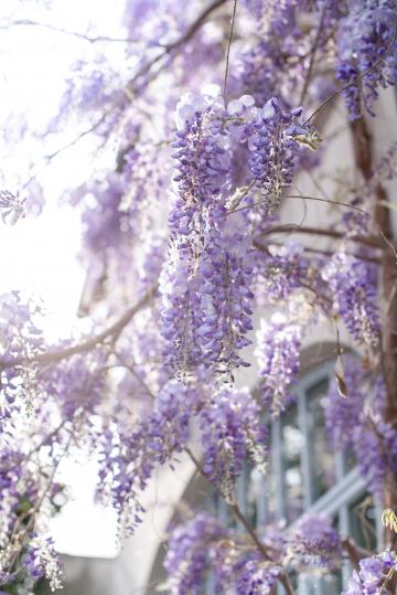 唯美迷人的紫藤花